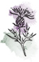 Massage The Senses logo